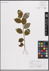 Foto von Salix caprea L.